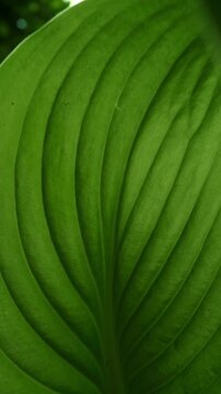 Detailed close-up shot of vibrant green hosta leaves with natural texture and subtle imperfections in soft outdoor garden lighting.
