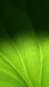 Detailed close-up shot of vibrant green hosta leaves with natural texture and subtle imperfections in soft outdoor garden lighting.
