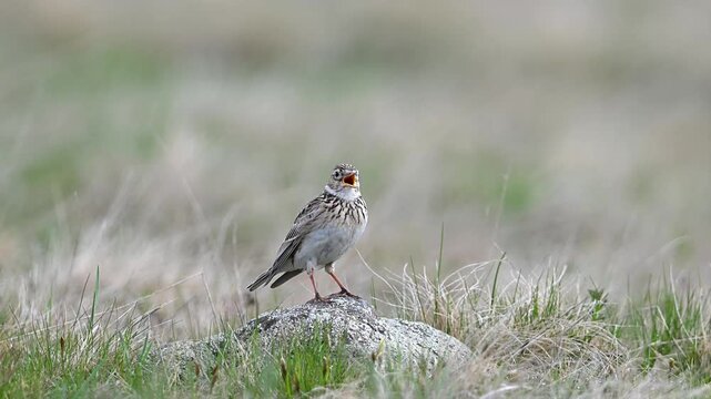 Eurasian skylark singing in the steppe