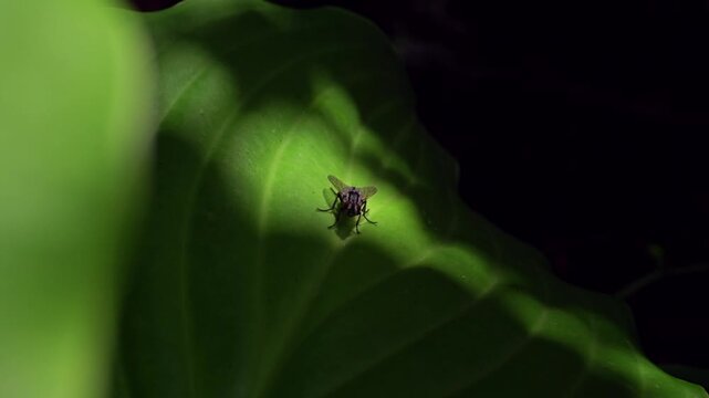 A fly is crawling on a beautiful green hosta leaf.