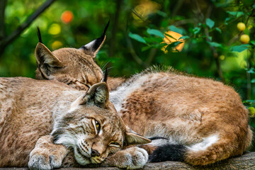 Eurasian lynx pair resting together in green forest © Quality by Simon