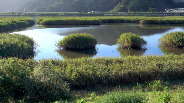 北上川のヨシ原