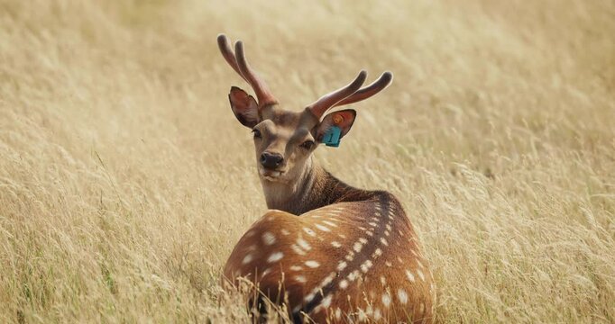 Horned fawn with blue ear tag looking back on a sunny day