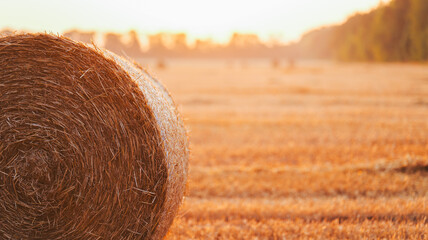 Fototapeta premium Golden hour sunlight illuminates a round hay bale in a harvested wheat field