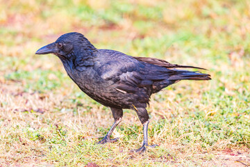 Obraz premium Photograph of an Australian Raven bird foraging for food on a grassy field near a local sporting ground on a foggy and misty morning in Penrith in New South Wales, Australia