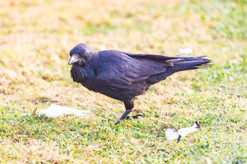 Obraz premium Photograph of an Australian Raven bird foraging for food on a grassy field near a local sporting ground on a foggy and misty morning in Penrith in New South Wales, Australia