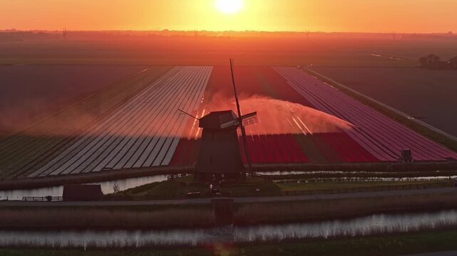 Dutch windmill watering tulip fields at sunset