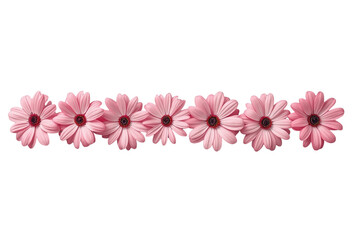 Fototapeta premium Row of small pink gerbera flowers isolated