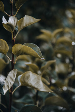 Water droplets on a leaf after rainfall