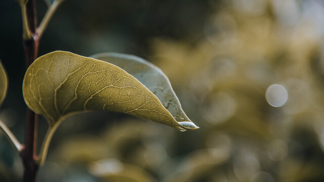 Water droplets on a leaf after rainfall