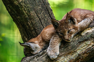 Young eurasian lynx cubs resting on tree branch © Quality by Simon