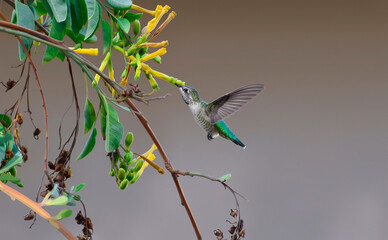 hummingbird flying © JORGE