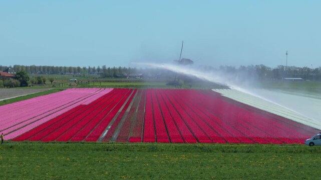 Traditional dutch windmill irrigating colorful tulip fields in holland