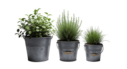 Fototapeta premium Three different sizes of green potted plants in grey plastic containers for home or office interior decoration to bring nature and freshness into the living space or garden area