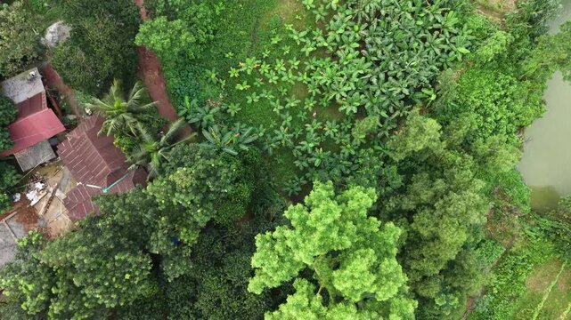 High-angle top-down drone footage capturing lush green tropical tree leaves and a small wooden country boat floating on calm river waters.
