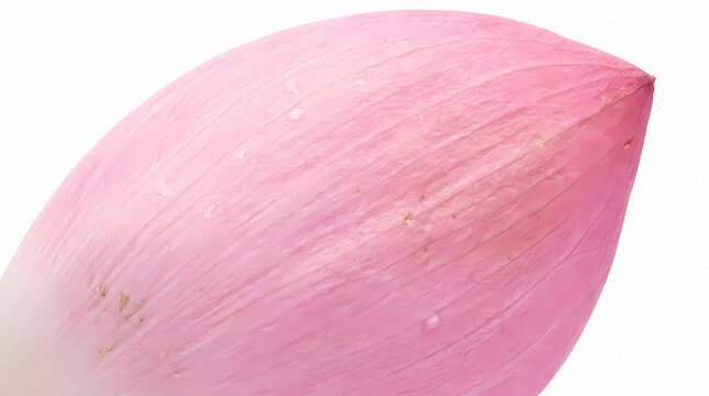 Close up macro photograph of a single delicate pink lotus flower petal showing detailed texture and veins isolated on a clean white background