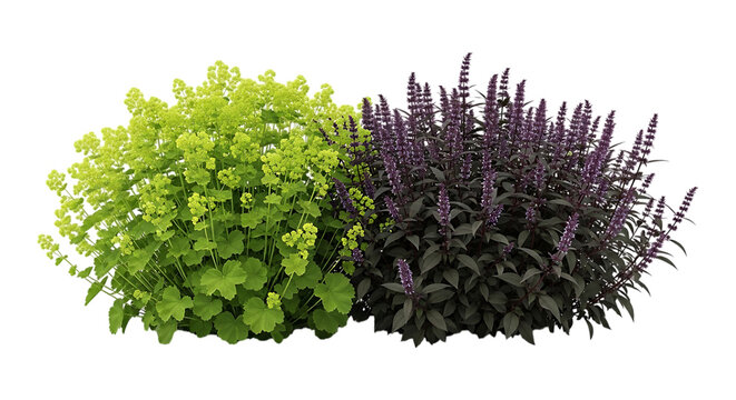 Ladys mantle and purple salvia plants isolated on transparent background