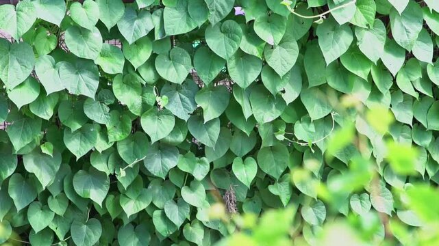 Scindapsus aureus, a vine with heart shaped leaves that climbs up the wall. Landscape design.