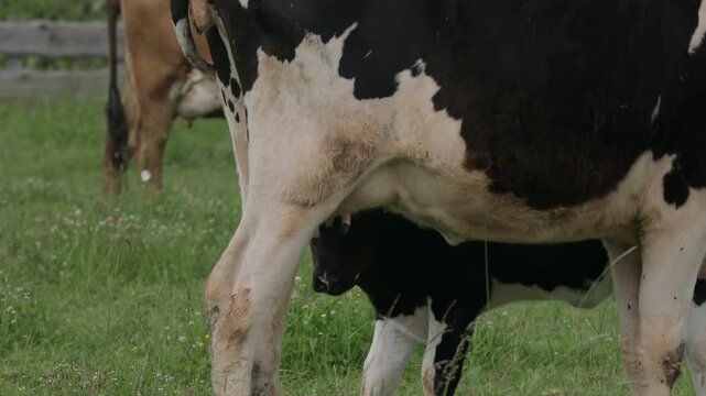 Young calf seeks its mother&rsquo;s udder to nurse in a green field. Mother cow feeds her offspring naturally, showing maternal bonding, breastfeeding, livestock farming and animal welfare. Spotted calf.