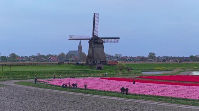 Traditional dutch windmill overlooking pink tulip fields