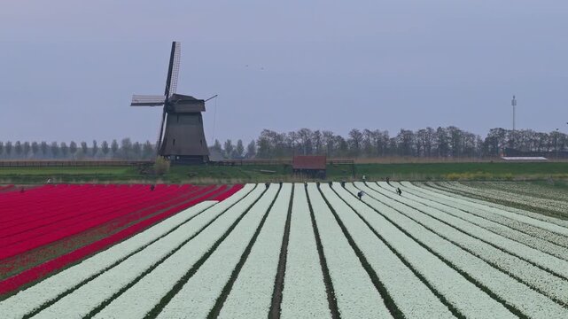 Dutch windmill standing over colorful tulip fields