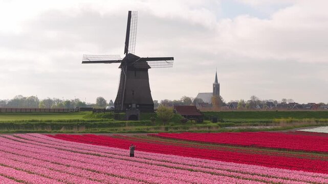 Dutch windmill spinning in a colorful tulip field