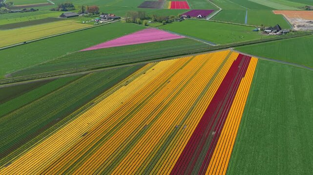 Aerial view of colorful tulip fields in the netherlands