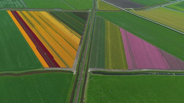 Colorful tulip fields aerial view in holland
