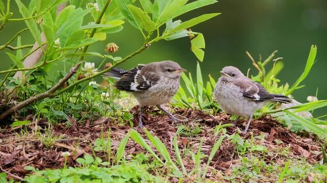 Fledling northern mockingbirds chirping