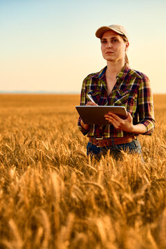 Female farmer using tablet, analyzing wheat field growth for agricultural harvest