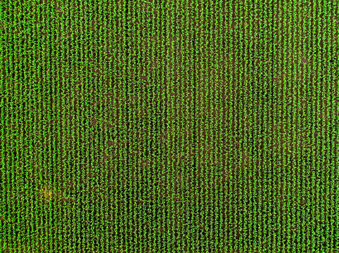 Green corn field rows from aerial view