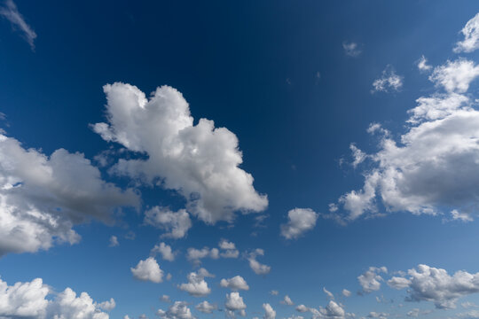 Wide angle shot of fluffy white cumulus clouds scattered across a vibrant deep blue sky on a bright sunny summer day.