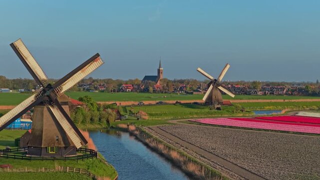 Dutch windmills and tulip fields aerial view in the netherlands