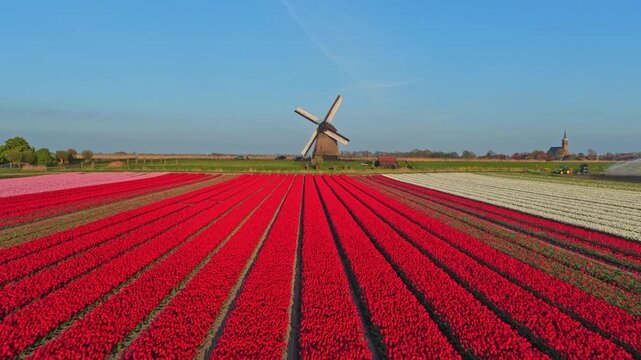 Dutch windmill spinning in a vibrant red tulip field
