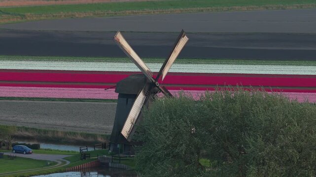 Traditional dutch windmill spinning over colorful tulip fields