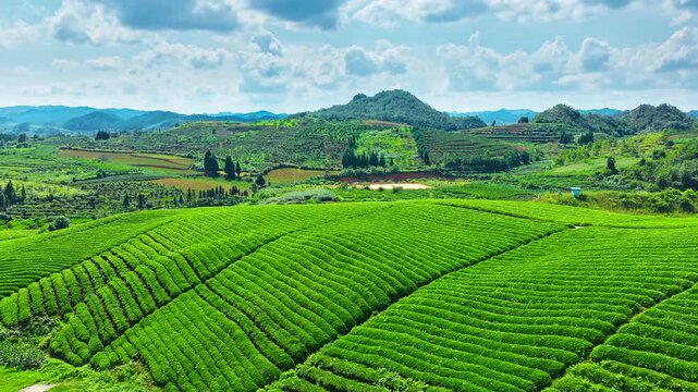 Lush tea fields roll across the Guilin countryside beneath blue skies and cloud formations, showcasing sustainable agriculture and rural tourism.