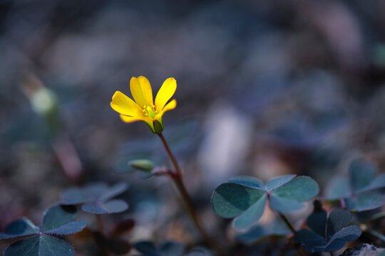 Oxalis corniculata creeping woodsorrel yellow flower blooming with dark clover leaves, detailed macro photography of wild yellow sorrel plant in natural outdoor light, close up
