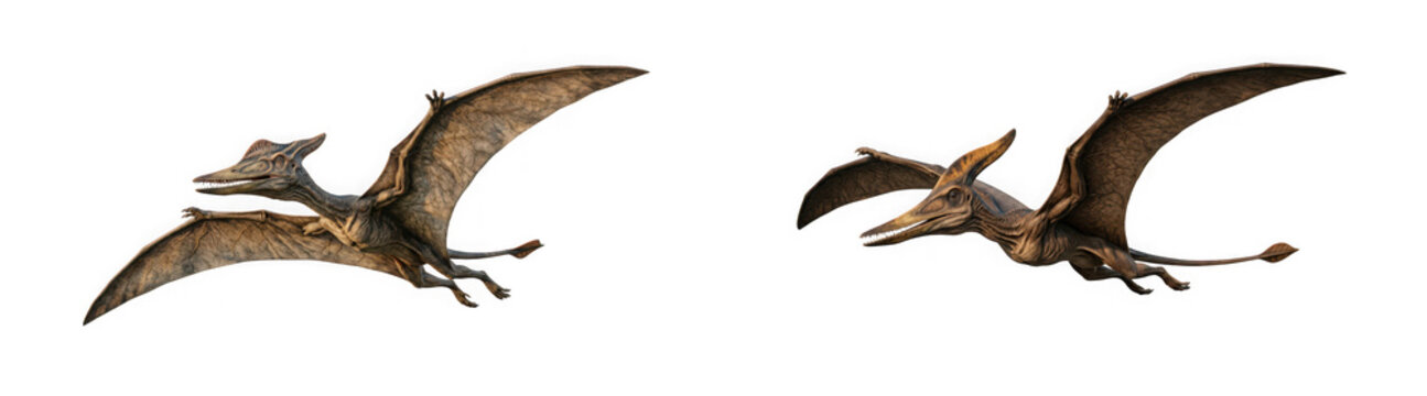 Two pterodactyls flying in the sky isolated on transparent background
