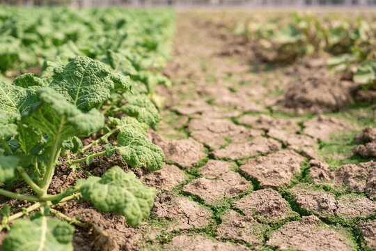 close-up of one healthy green crop row ending abruptly in cracked dry soil, climate impact on food production concept