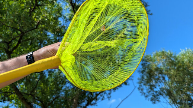 Person Holding Bright Yellow Butterfly Net With Small Caught Insect Raised Against Clear Blue Sky