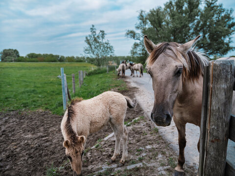 A Konik mare and her foal stand on a path with the herd in a nature reserve.