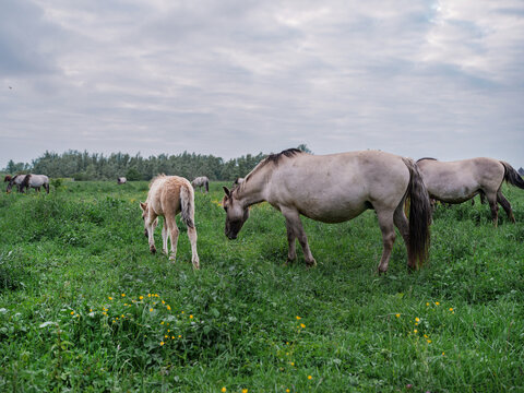 A pale Konik foal stands among the herd as the mares graze a green meadow.