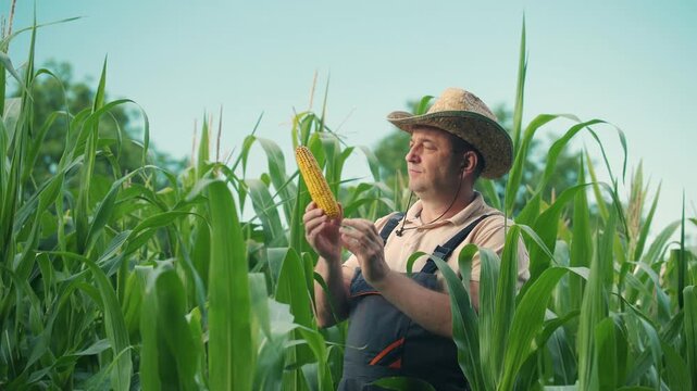 Farmer in straw hat examines ripe corn cob in lush green cornfield, showcasing the growth and harvest process with vibrant foliage surrounding him under clear blue sky