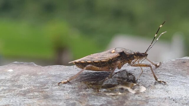 Macro shot of a leaf-footed bug perched outdoors
