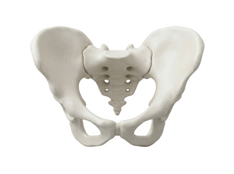 Human pelvic bone anatomy isolated on transparent background