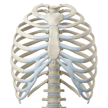 Anatomical view of the human rib cage and thoracic spine isolated on transparent background