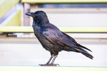 Obraz premium Photograph of an Australian Raven bird standing on a steel railing in a small grand stand at a local sporting ground on a sunny day in Penrith in New South Wales, Australia