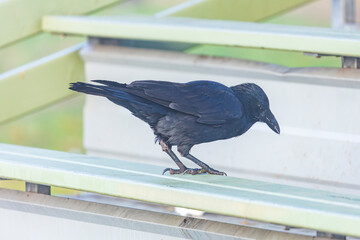 Naklejka premium Photograph of an Australian Raven bird standing on a steel railing in a small grand stand at a local sporting ground on a sunny day in Penrith in New South Wales, Australia