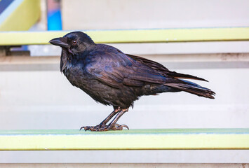 Naklejka premium Photograph of an Australian Raven bird standing on a steel railing in a small grand stand at a local sporting ground on a sunny day in Penrith in New South Wales, Australia