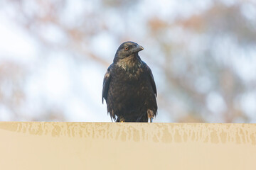 Naklejka premium Photograph of an Australian Raven bird standing on a steel railing in a small grand stand at a local sporting ground on a sunny day in Penrith in New South Wales, Australia